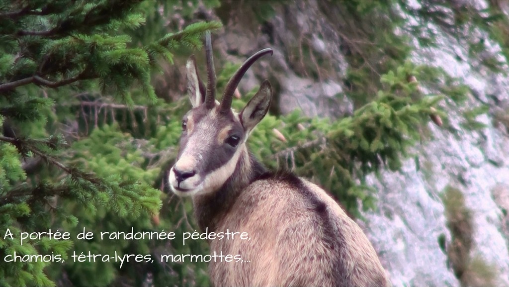 chamois-tétras-lyres-marmottes-chartreuse